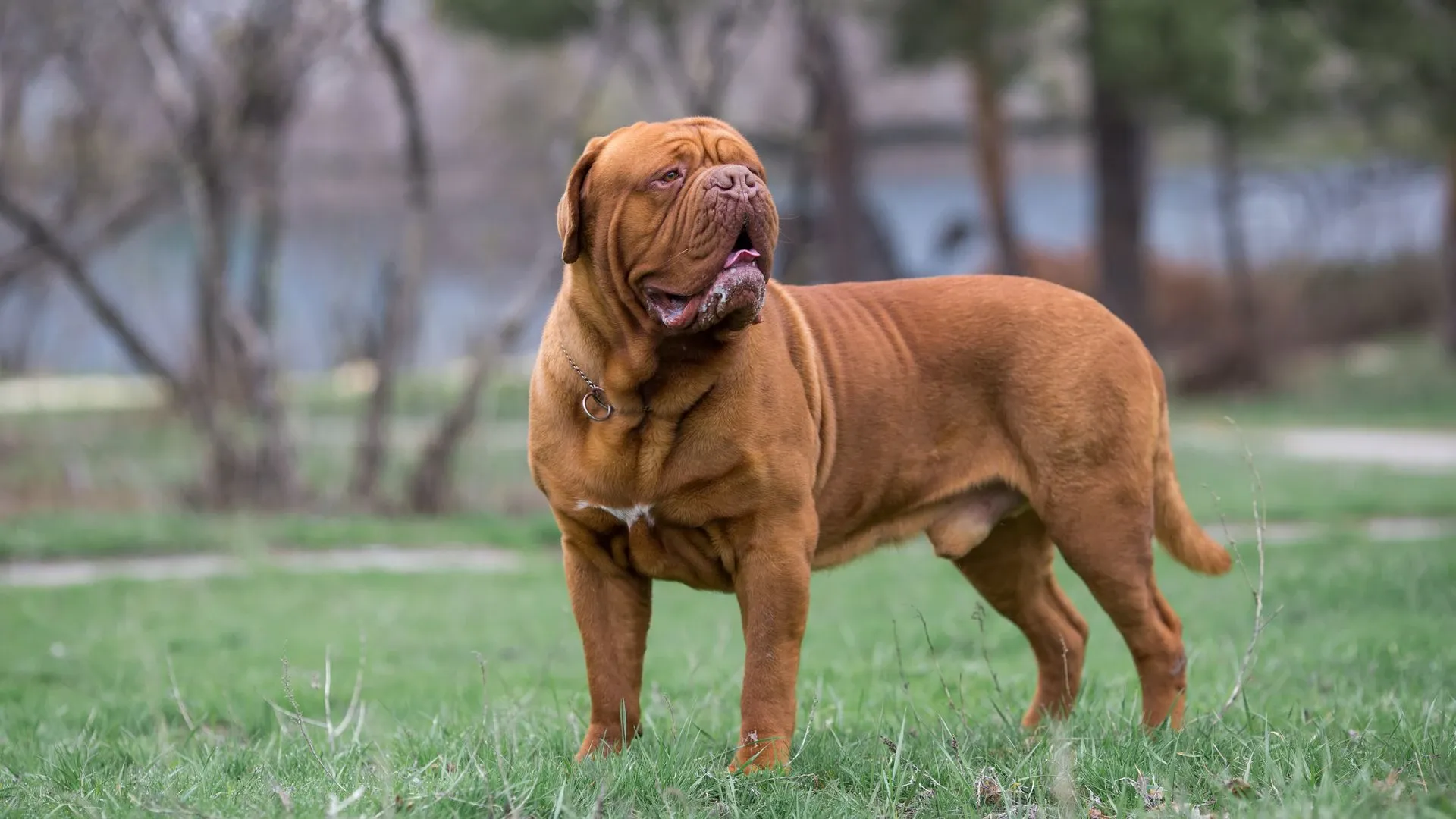 Dogue de Bordeaux